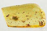 Detailed Fossil Marsh Beetle (Scirtidae) in Baltic Amber #372525-1